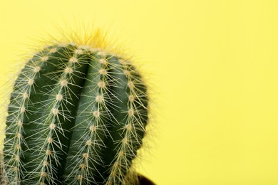 Photo of Beautiful green cactus on yellow background, closeup with space for text. Tropical plant