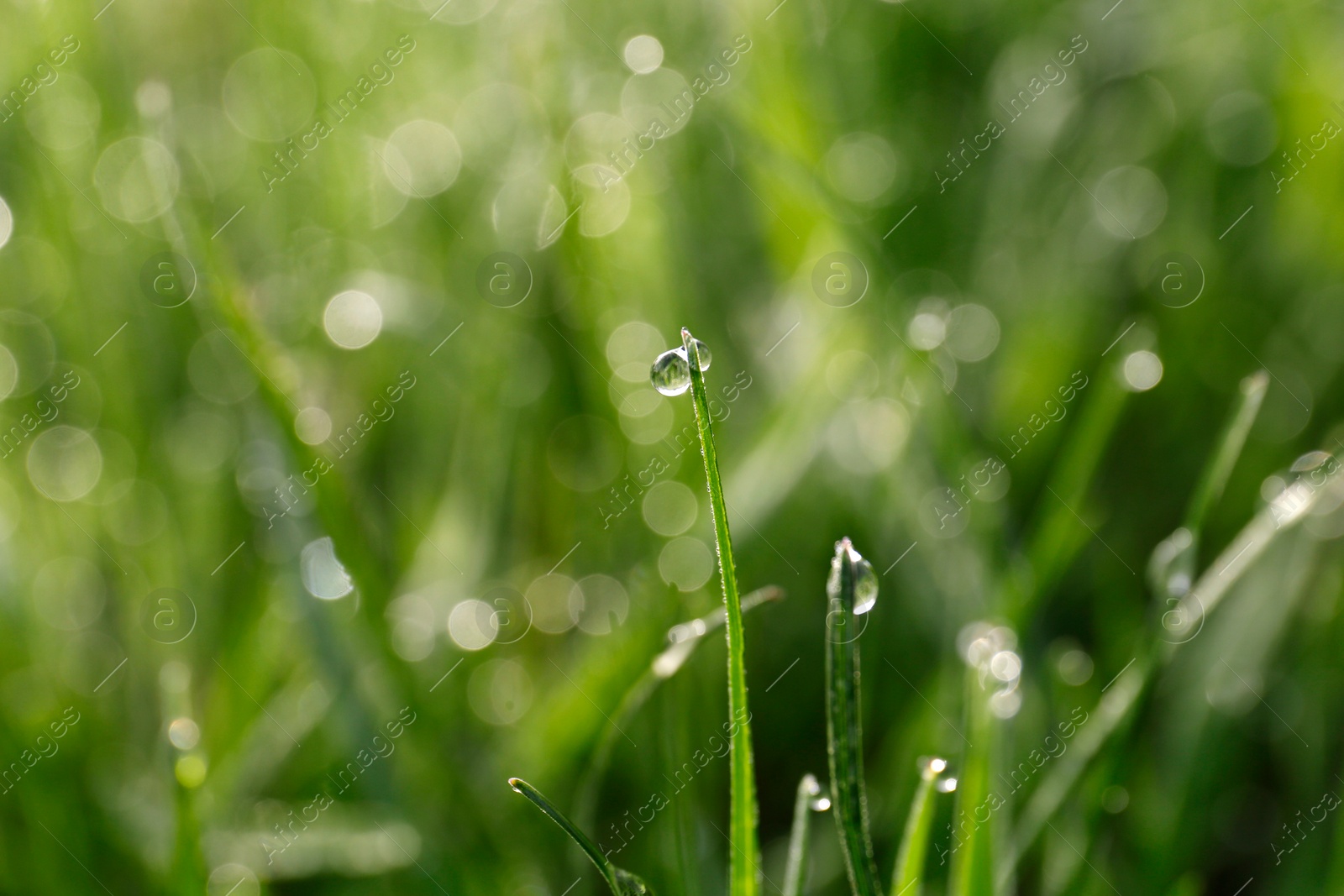 Photo of Beautiful bright green grass covered with morning dew, closeup