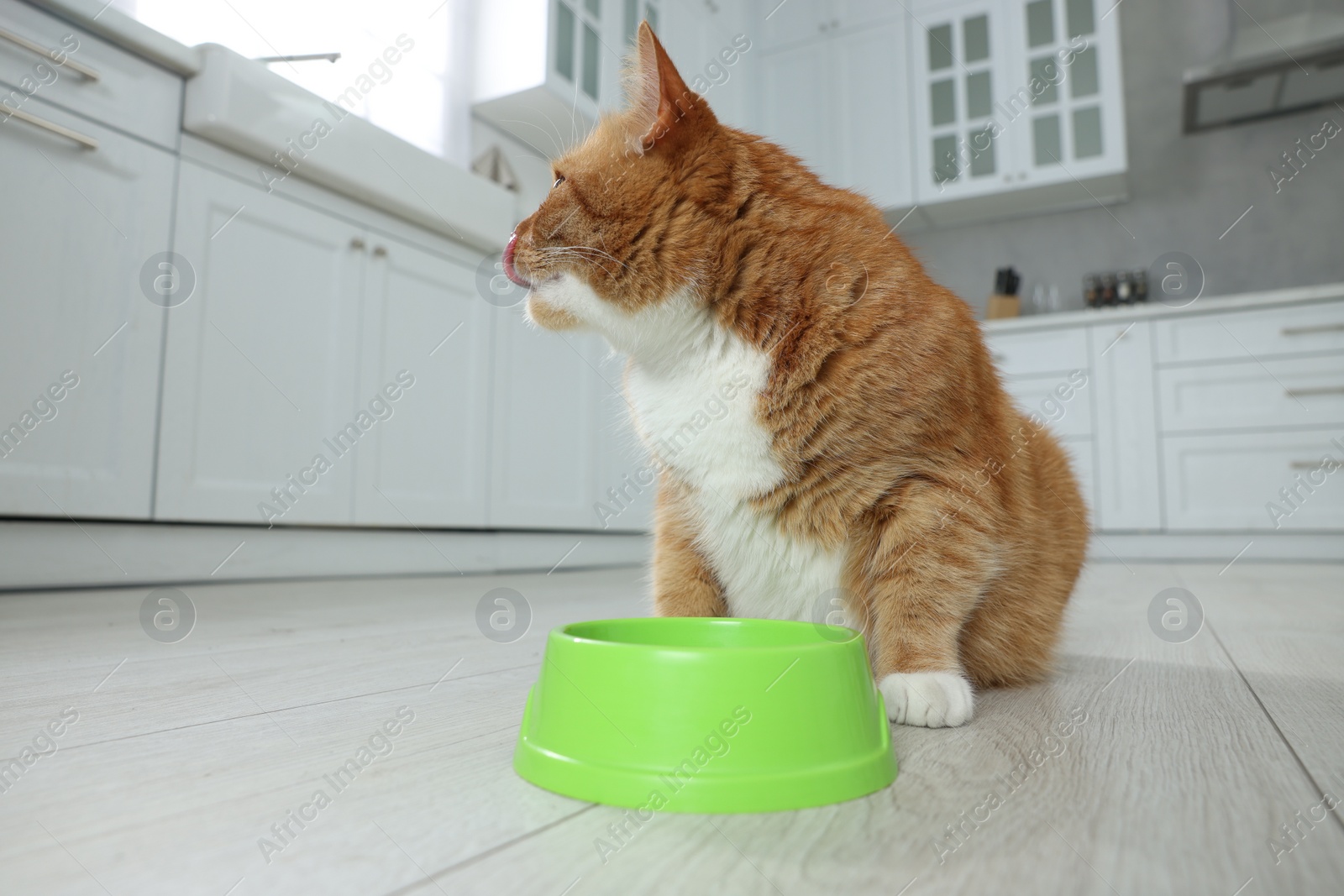 Photo of Cute ginger cat near feeding bowl in kitchen. Space for text