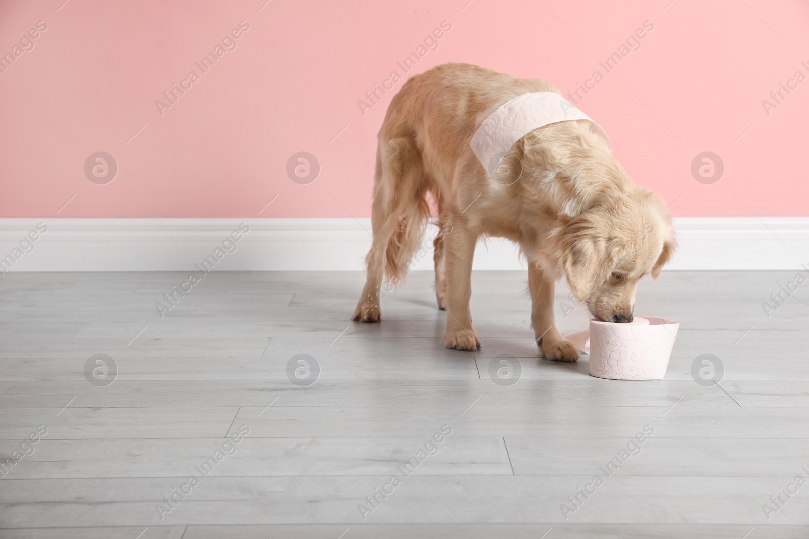 Photo of Cute dog playing with roll of toilet paper on floor against color wall. Space for text