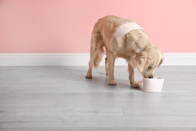 Photo of Cute dog playing with roll of toilet paper on floor against color wall. Space for text