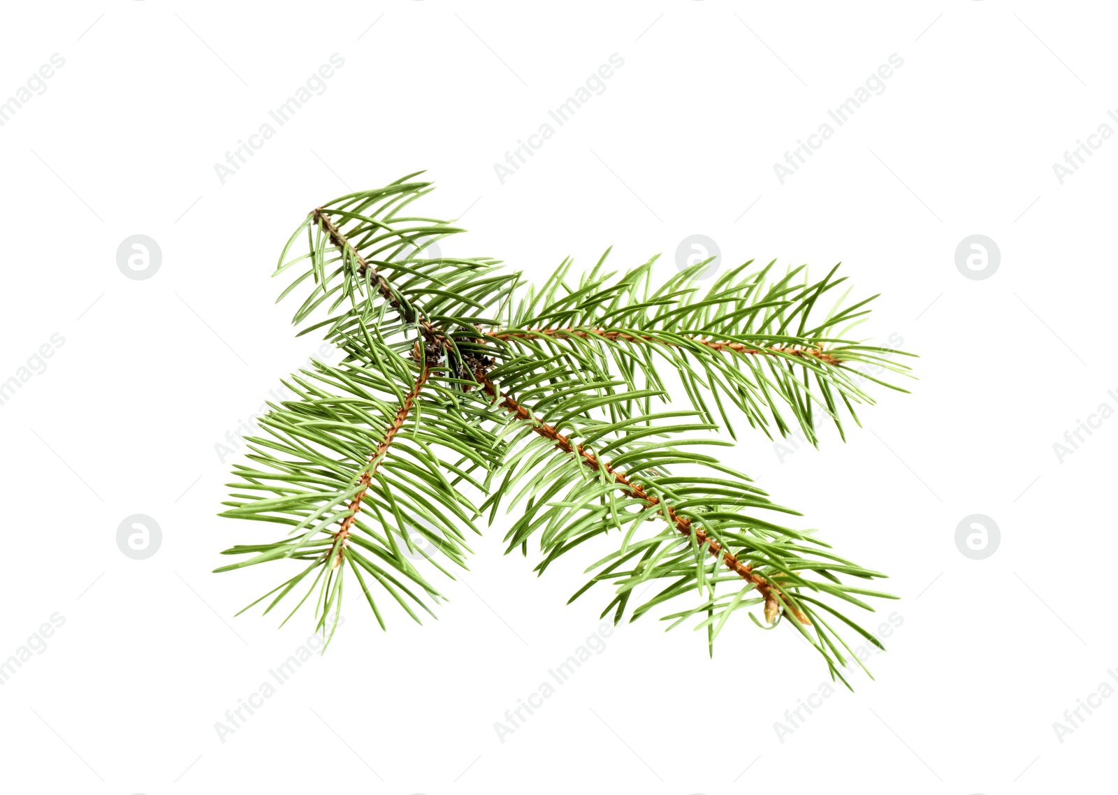 Photo of Branch of Christmas tree on white background