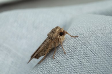 Photo of Paradrina clavipalpis moth with pale mottled wings on white cloth, closeup