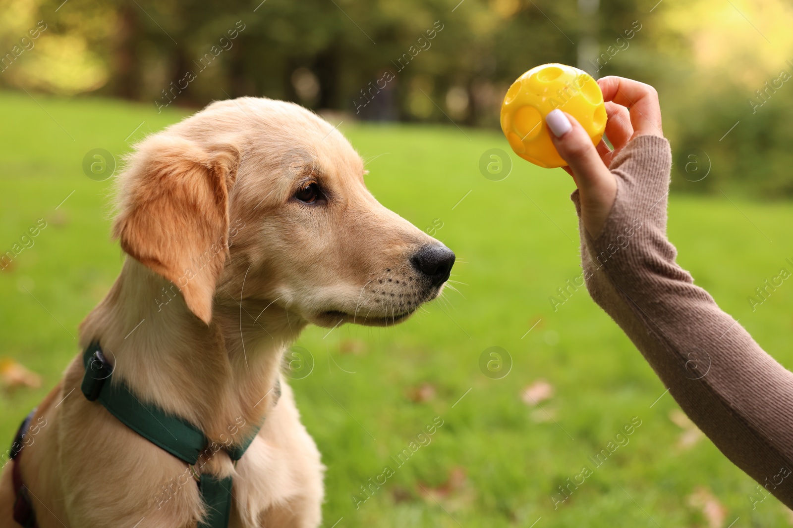 Photo of Woman playing with adorable Labrador Retriever puppy on green grass in park, closeup