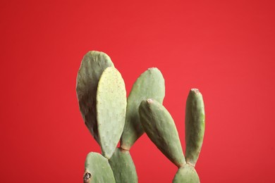 Beautiful cactus on red background. Tropical plant