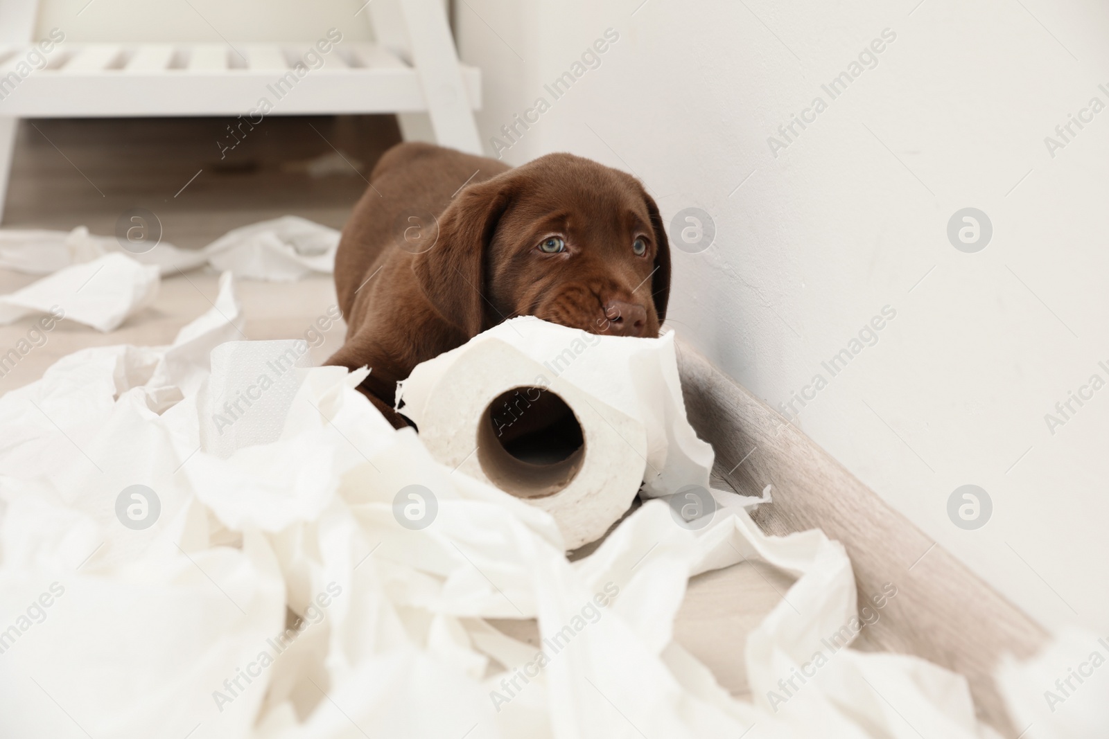 Photo of Cute chocolate Labrador Retriever puppy and torn paper on floor indoors