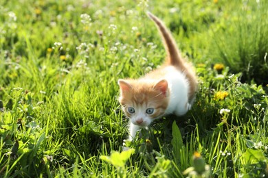 Photo of Cute red and white kitten on green grass outdoors. Baby animal