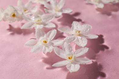 Photo of Beautiful daffodils in water on pink background, closeup