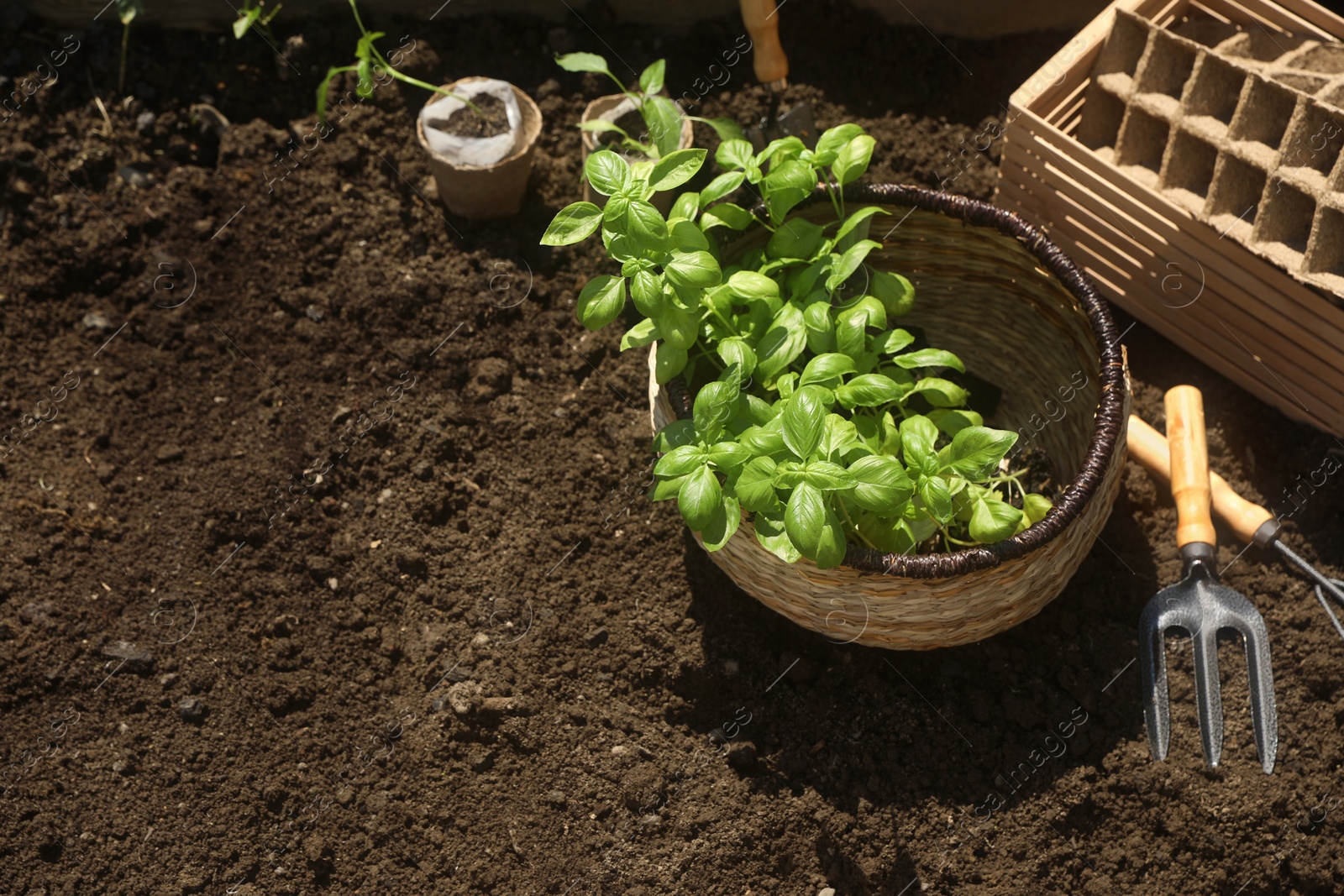 Photo of Beautiful seedlings in wicker basket prepared for transplanting on ground outdoors, above view. Space for text