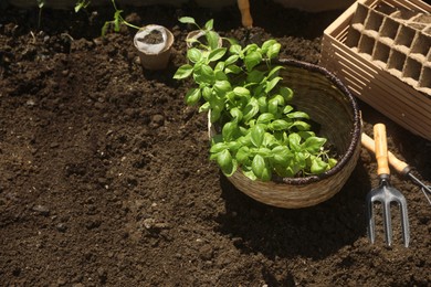 Beautiful seedlings in wicker basket prepared for transplanting on ground outdoors, above view. Space for text