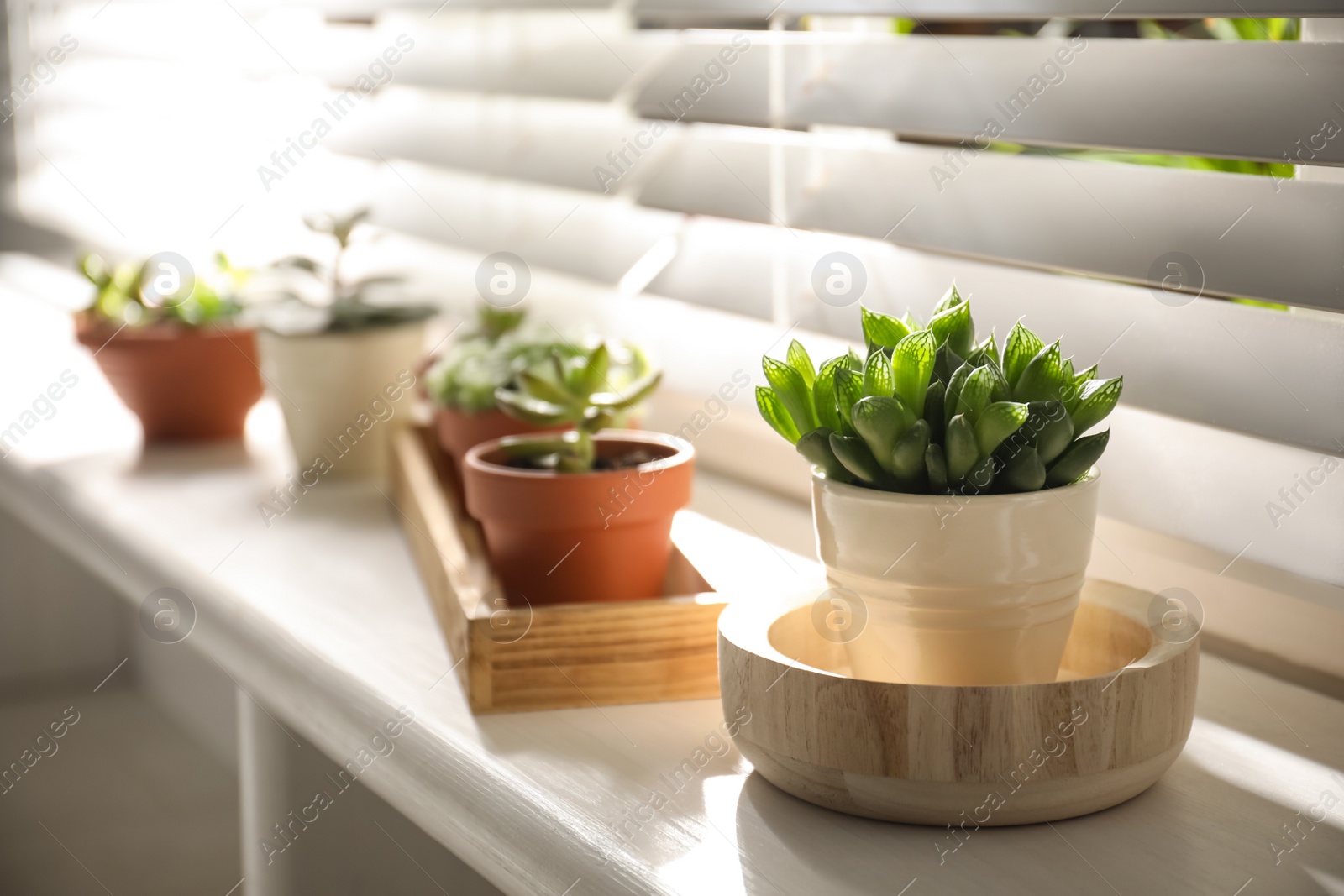 Photo of Windowsill with beautiful succulent plants indoors, focus on echeveria