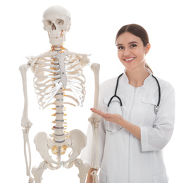 Female orthopedist with human skeleton model on white background