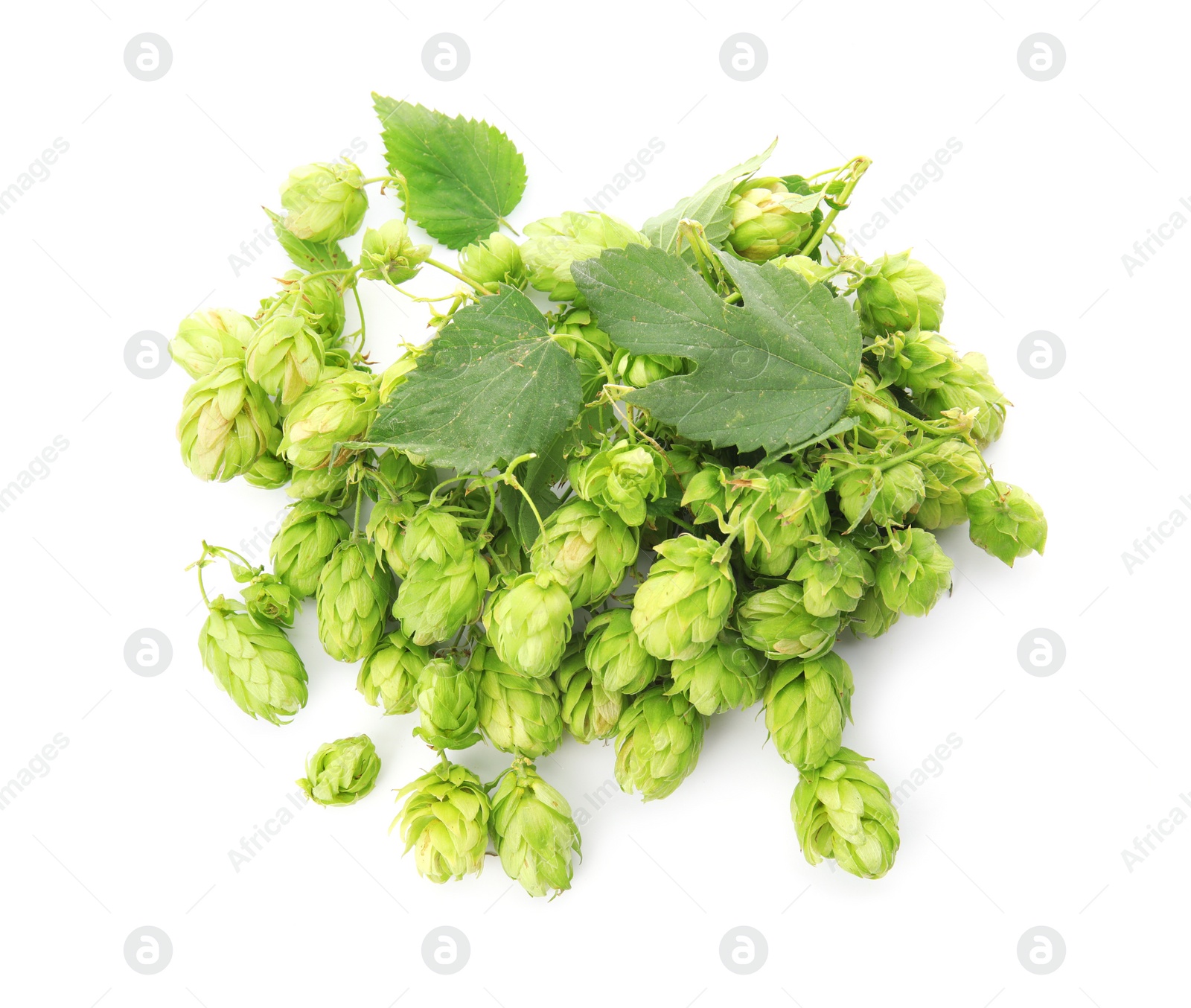 Photo of Fresh green hops on white background. Beer production