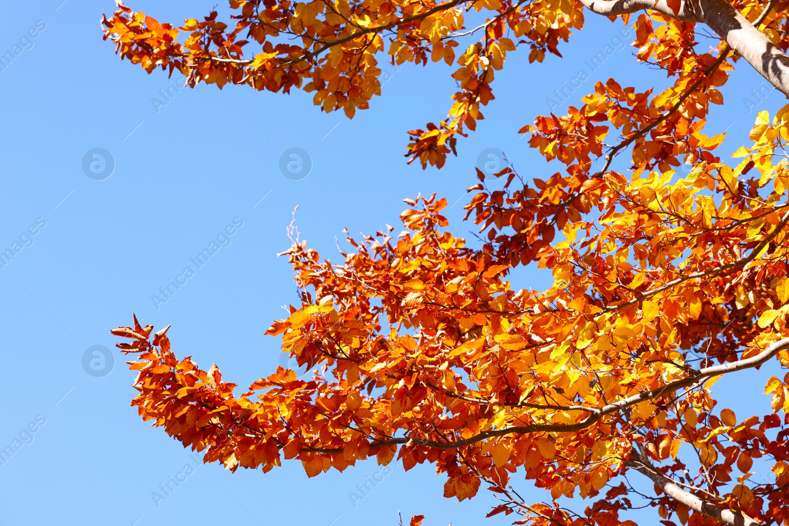 Photo of Tree with beautiful autumn leaves under blue sky on sunny day