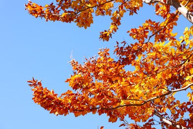 Tree with beautiful autumn leaves under blue sky on sunny day