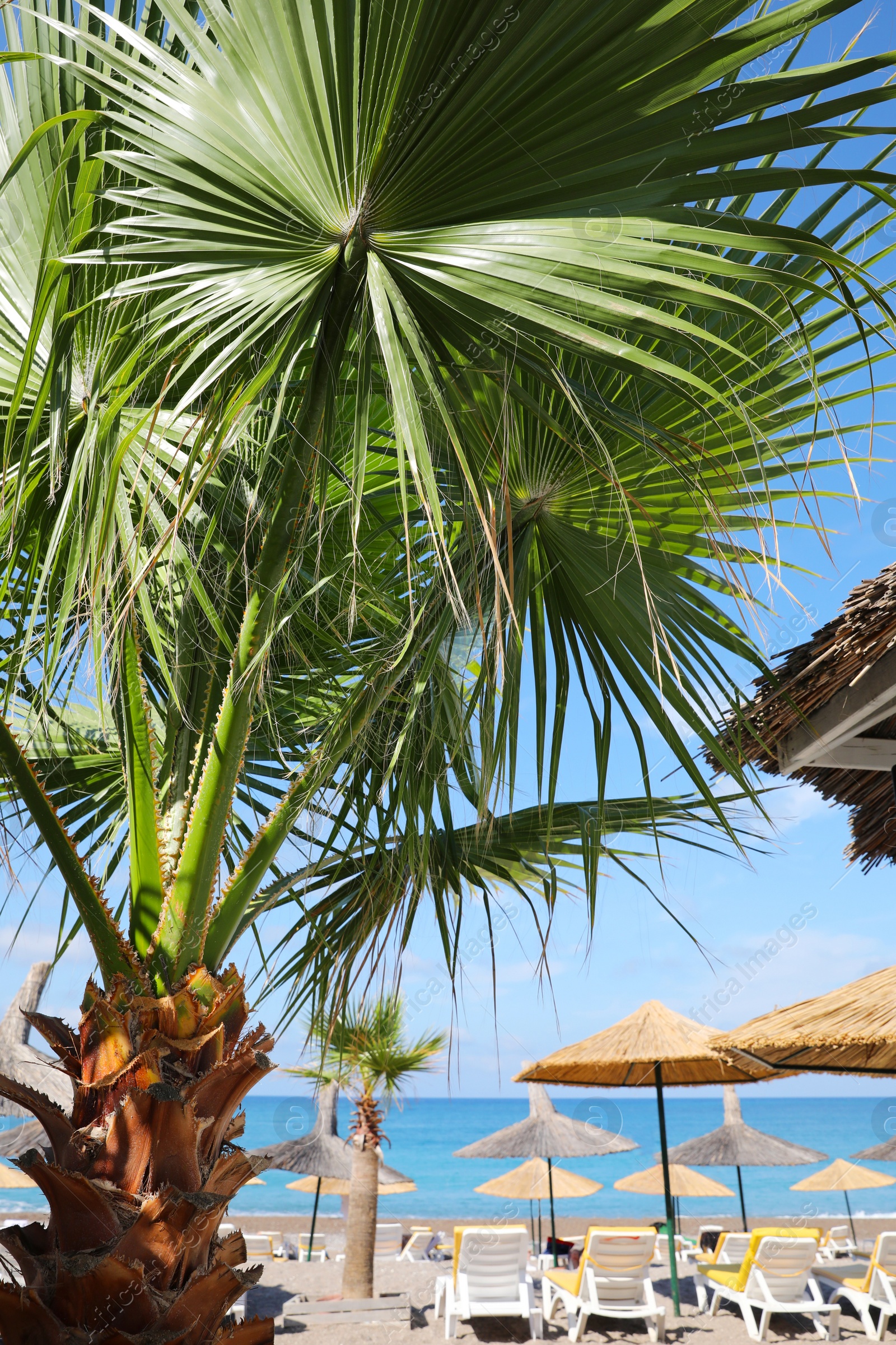 Photo of Beautiful palm tree on sea beach at exotic resort