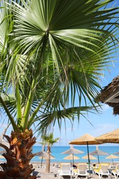 Photo of Beautiful palm tree on sea beach at exotic resort