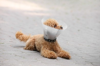 Cute Maltipoo dog with Elizabethan collar lying on pavement outdoors