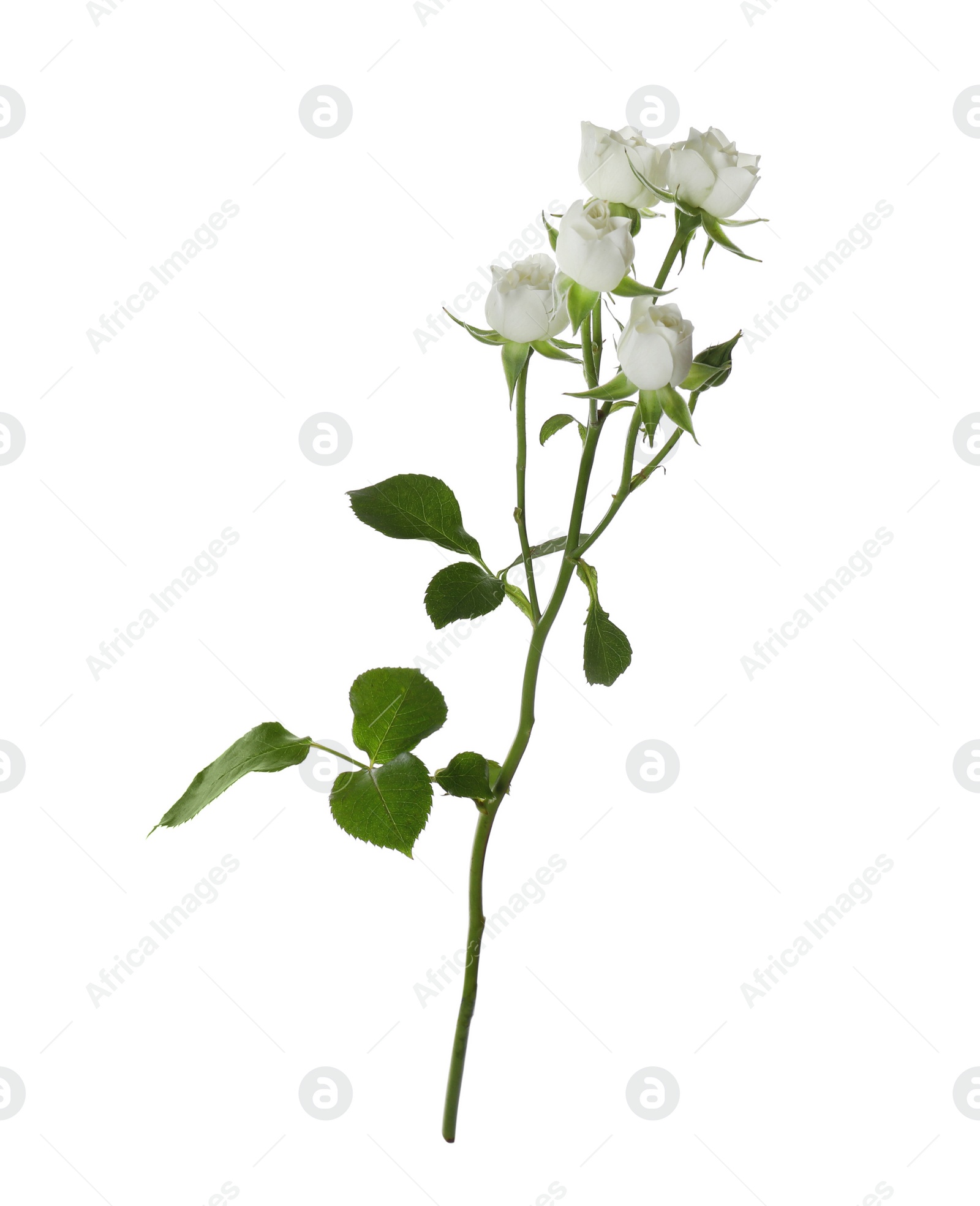 Photo of Beautiful blooming rose flower isolated on white