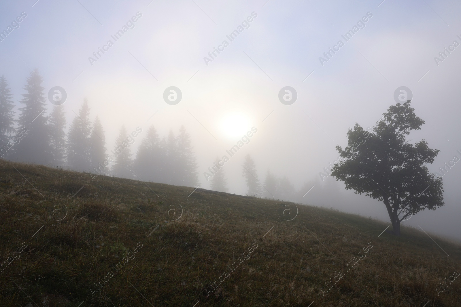 Photo of Tree growing on meadow in foggy morning