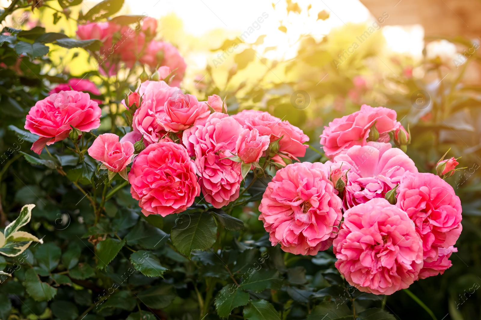 Photo of Closeup view of beautiful blooming rose bush outdoors on summer day