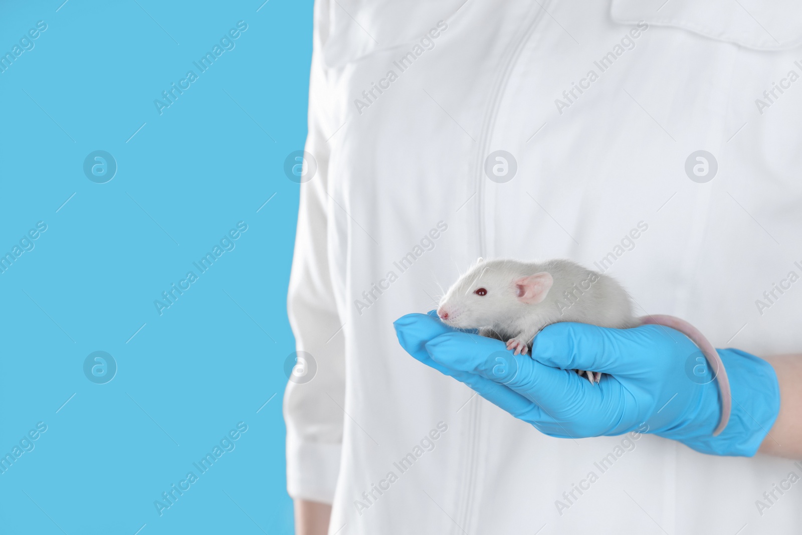 Photo of Scientist holding rat on light blue background, closeup. Animal testing concept