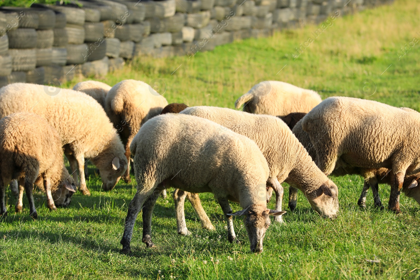 Photo of Many beautiful sheep grazing on pasture. Farm animal