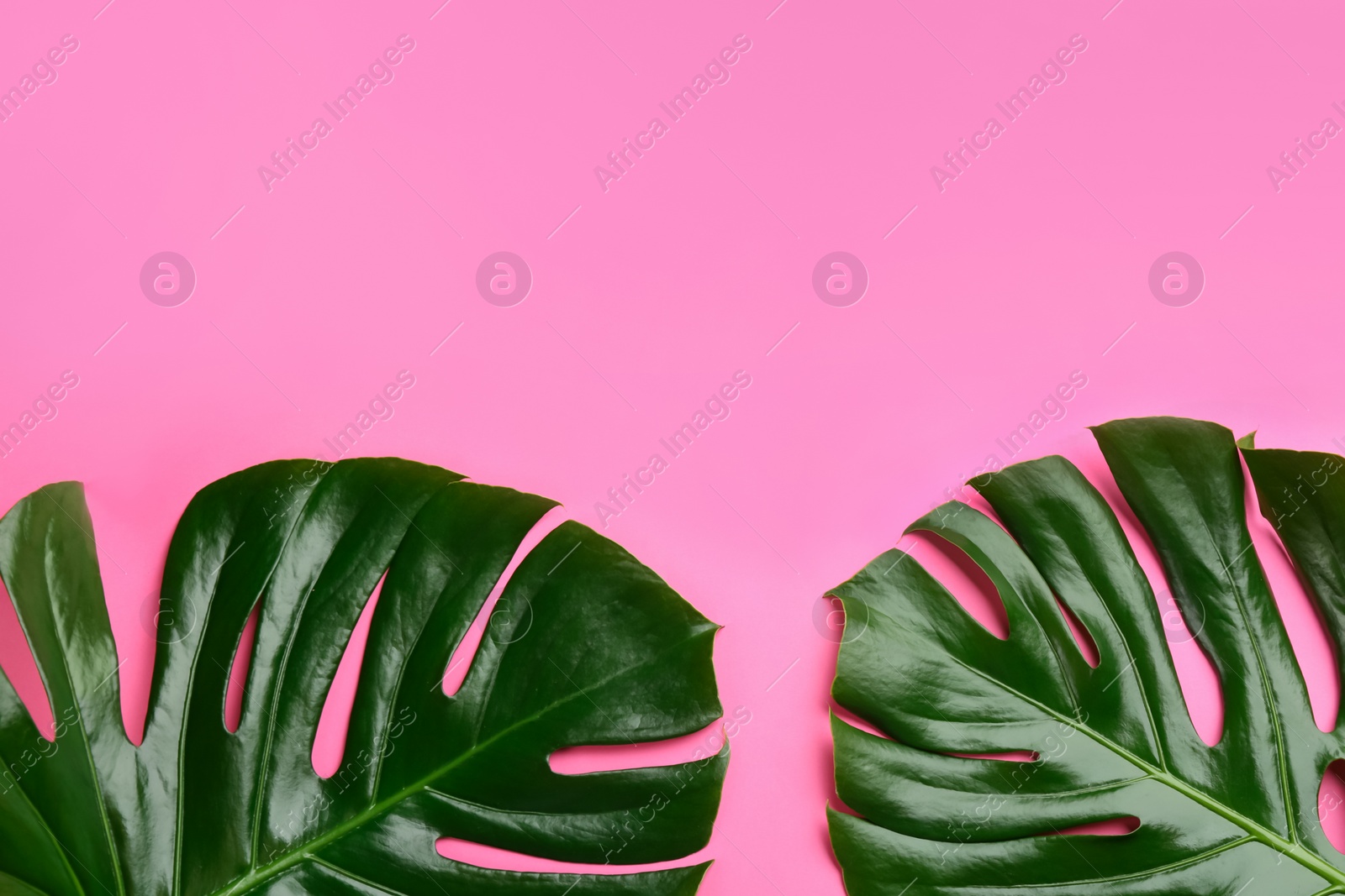 Photo of Beautiful monstera leaves on pink background, flat lay with space for text. Tropical plant