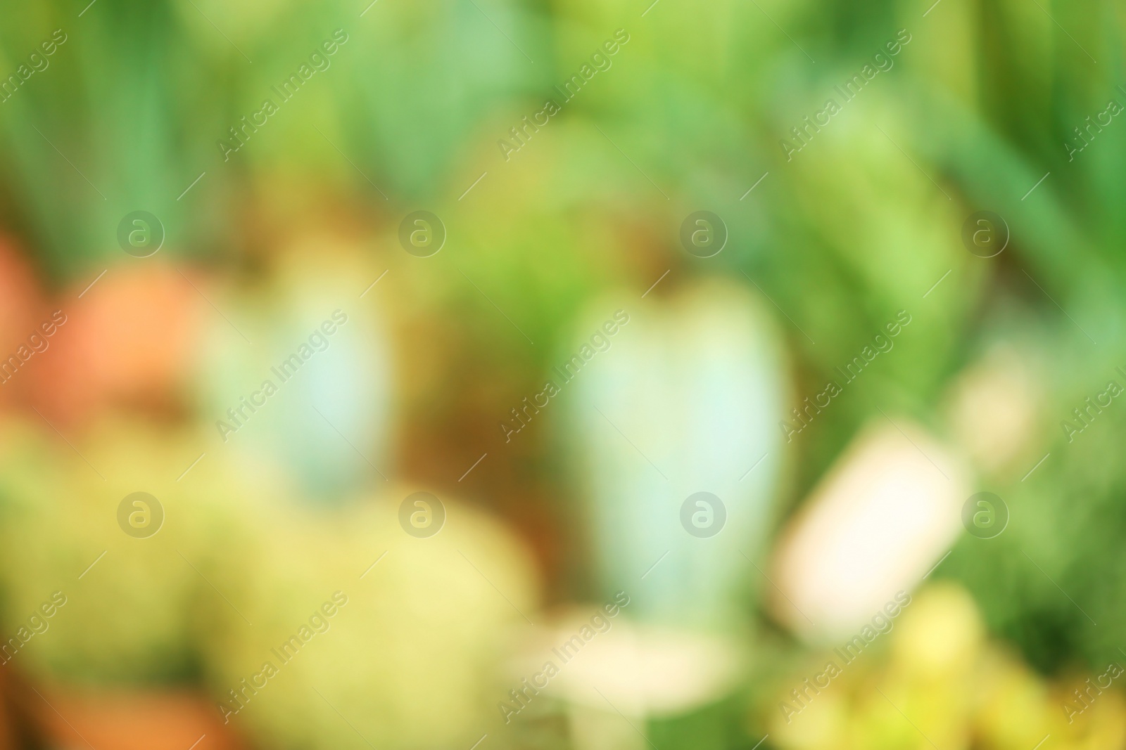 Photo of Blurred view of beautiful cacti, closeup. Tropical flowers