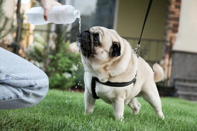Photo of Owner pouring water from bottle for cute pug on lawn at walk outdoors , closeup. Dog walking