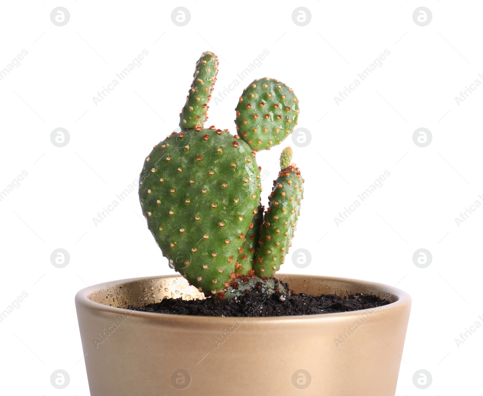 Photo of Beautiful green exotic cactus in pot isolated on white