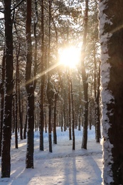 Picturesque view of snowy pine forest in winter morning
