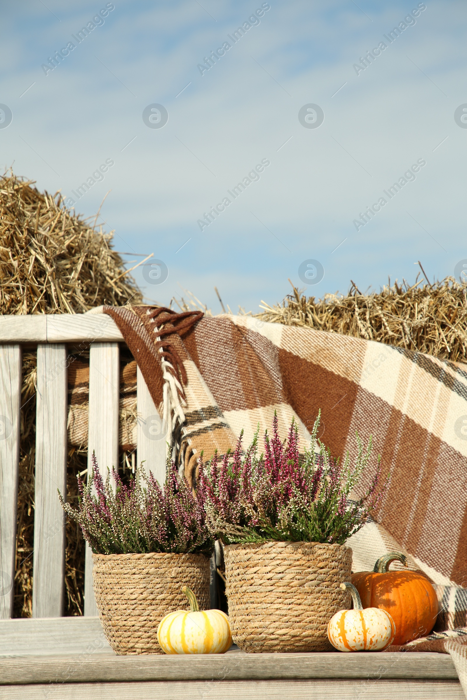 Photo of Beautiful composition with heather flowers in pots and pumpkins on wooden bench outdoors