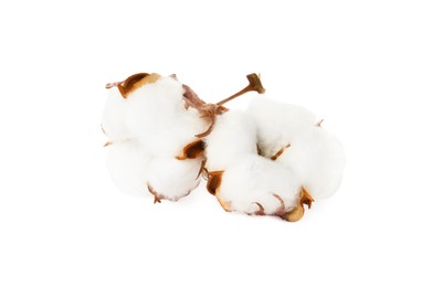 Beautiful fluffy cotton flowers on white background