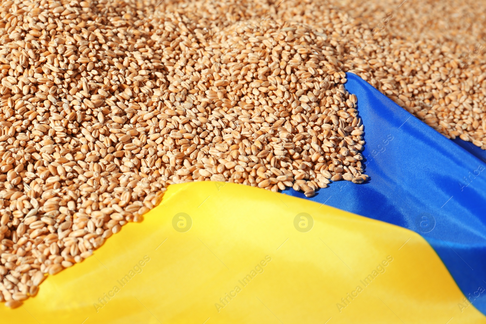 Photo of National flag of Ukraine on wheat grains, closeup. Global food crisis concept