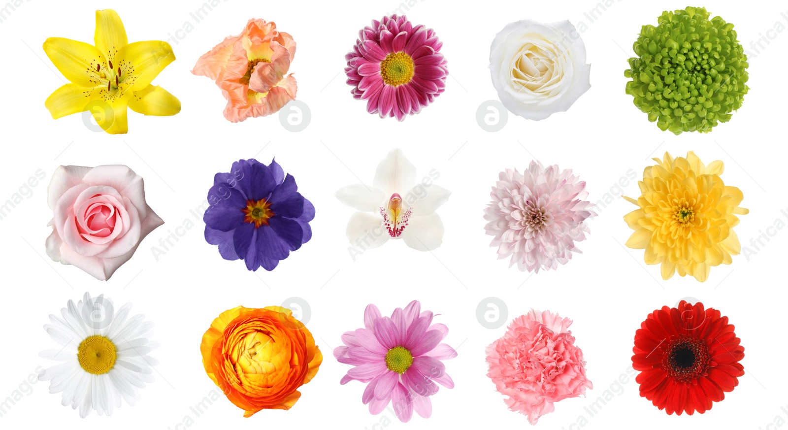 Image of Set of different beautiful flowers on white background