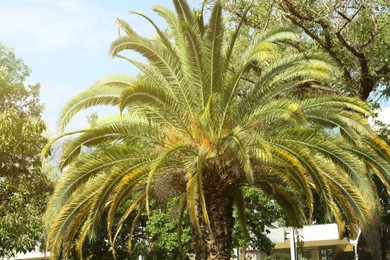 Photo of Tropical palm with beautiful green leaves outdoors