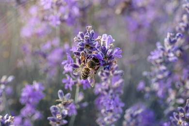 Photo of Closeup view of beautiful lavender flowers with bee in field
