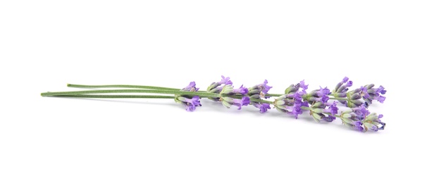 Beautiful tender lavender flowers on white background