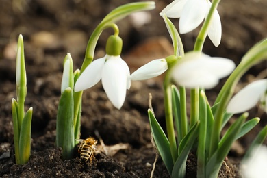 Photo of Bee on ground among beautiful snowdrops outdoors
