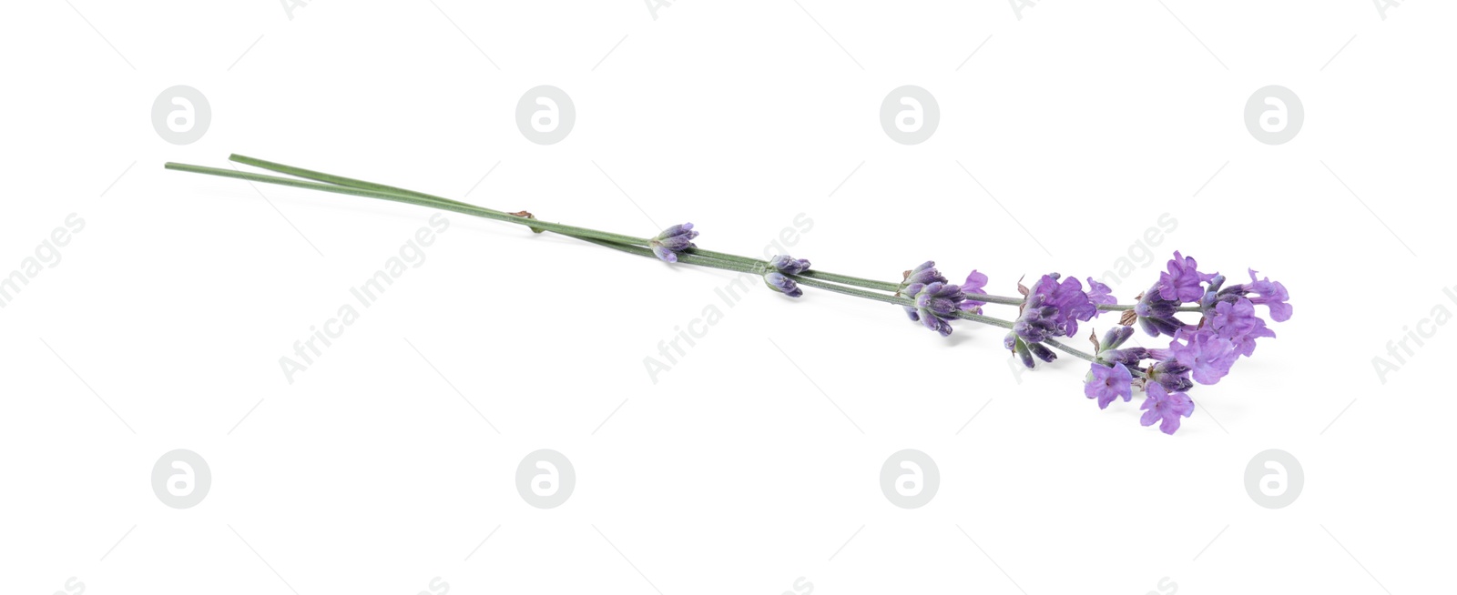 Photo of Beautiful aromatic lavender flowers isolated on white