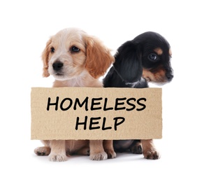 Image of Cute English Cocker Spaniel puppies and piece of cardboad with text Homeless Help on white background. Lonely pets