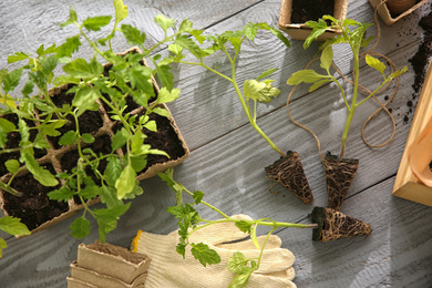 Flat lay composition with tomato seedlings and gardening accessories on grey wooden table