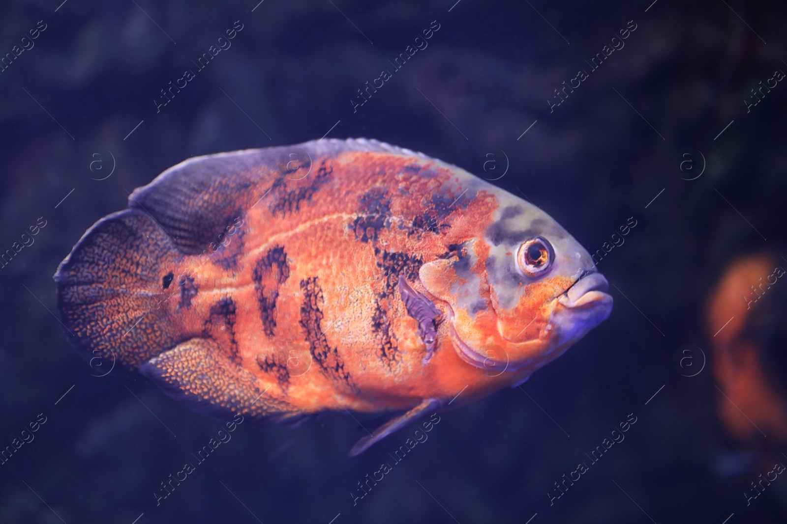 Photo of Bright oscar fish swimming in clear aquarium