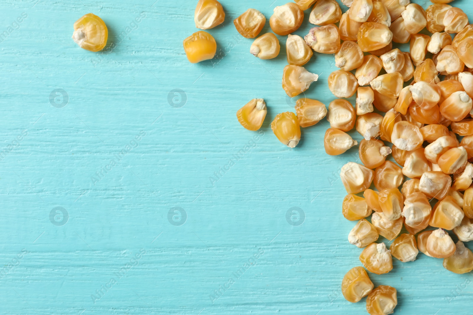 Photo of Raw dry corn seeds and space for text on light blue wooden background, flat lay. Vegetable planting