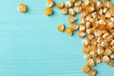 Raw dry corn seeds and space for text on light blue wooden background, flat lay. Vegetable planting