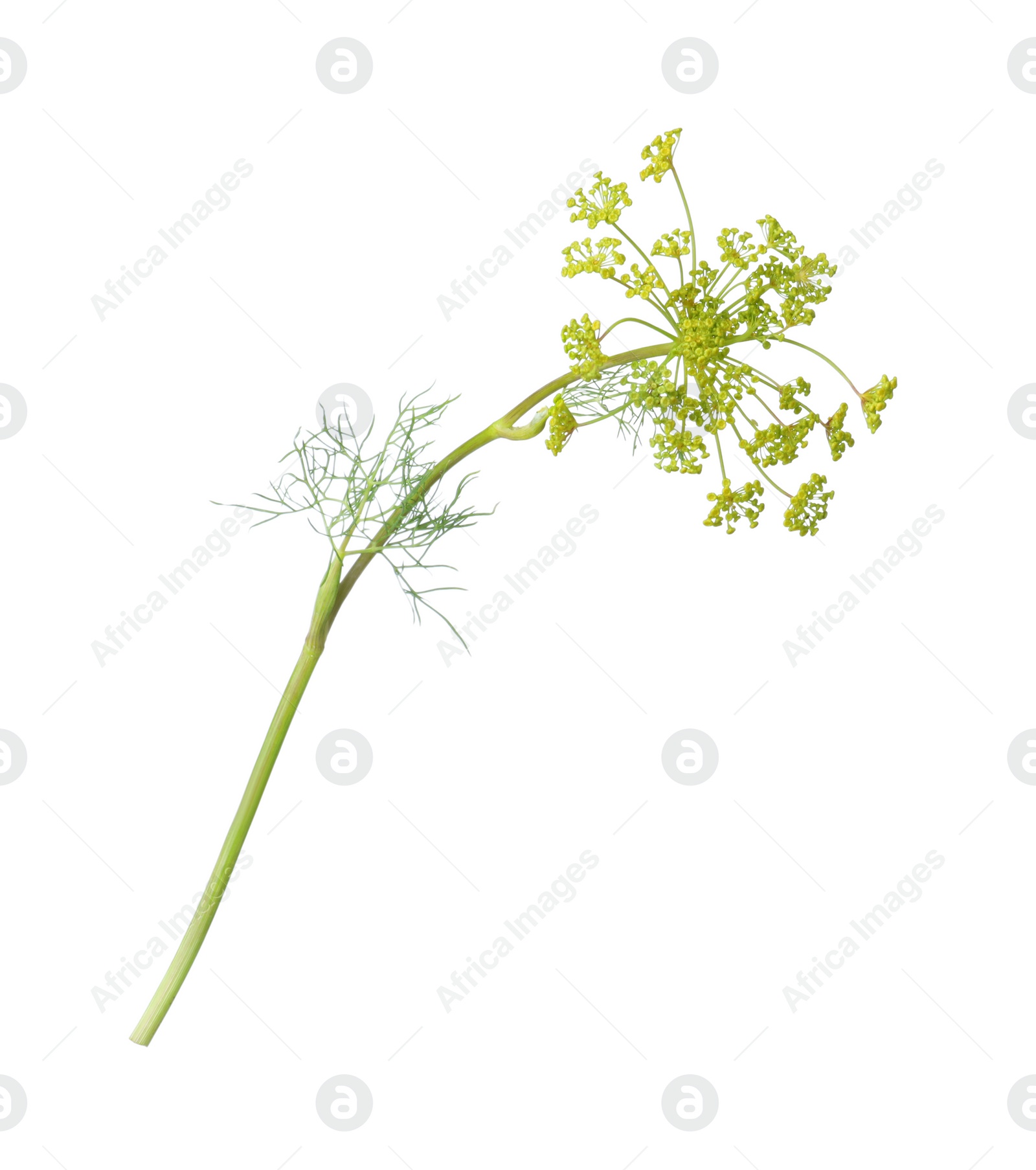 Photo of Green fresh flowering dill on white background