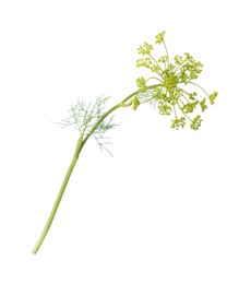 Photo of Green fresh flowering dill on white background