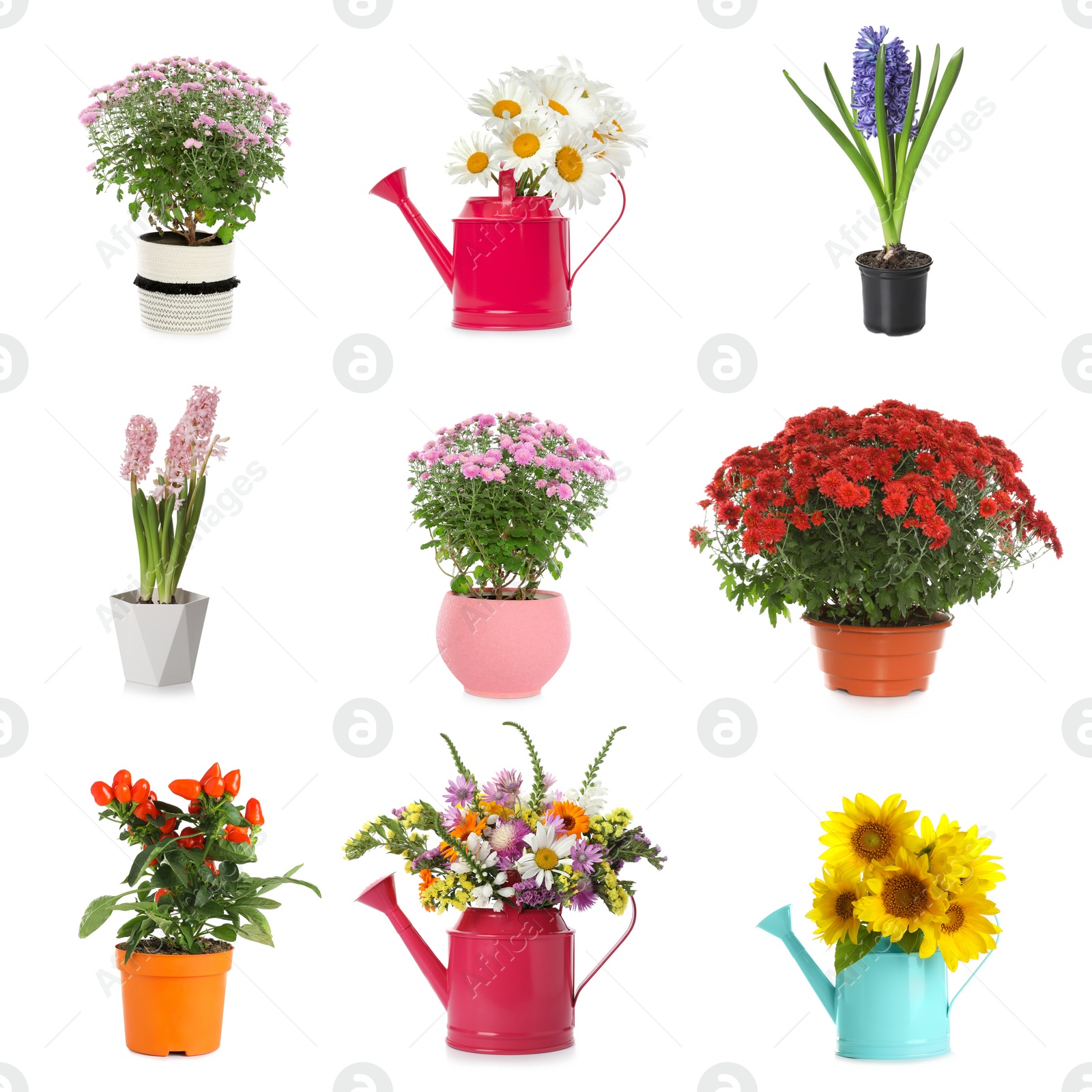 Image of Set of different blooming plants in flower pots on white background