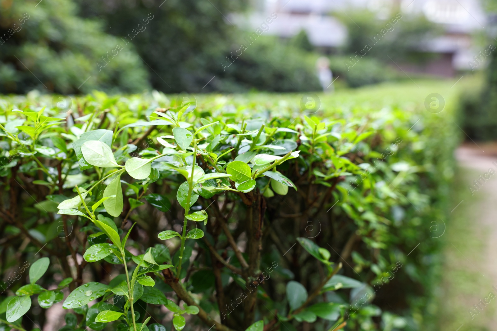 Photo of Beautiful green boxwood hedge outdoors, closeup. Landscape design